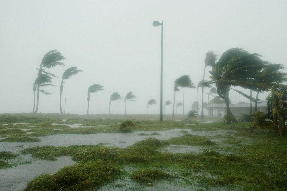 palm trees blowing in rain